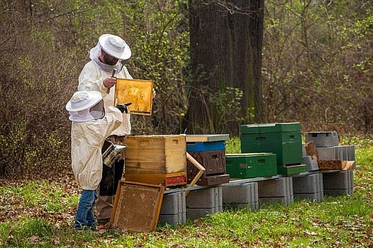 Dziecko i osoba dorosła w srtrojach pszczelarzy stoją przy ulach