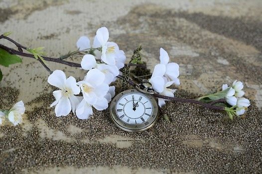 Zegarek i kwitnąca gałązka drzewa, położone na piasku