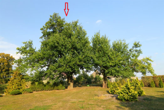 morwa biała