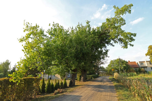 morwa czarna