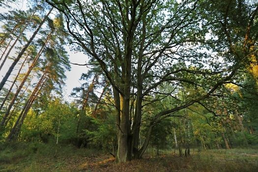 Dąb siedmiopienny