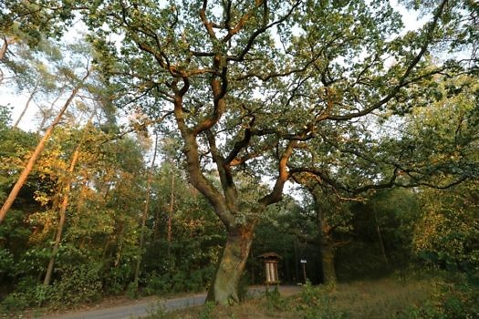 Dąb Złotkowo II