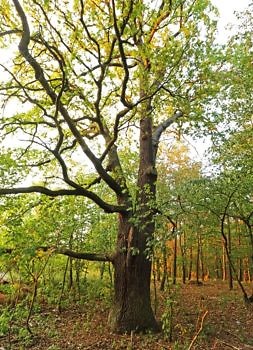 Dąb Złotkowo VI