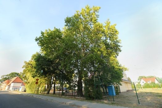 Platan Przy Starej Szkole
