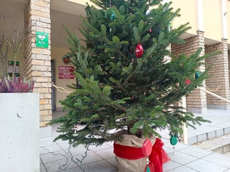 Widok na front urzędu - na pierwszym planie choinka.