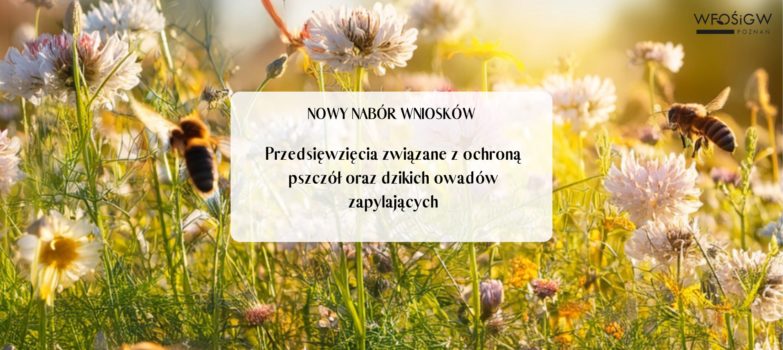 Obrazek poglądowy - łąka