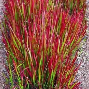 Imperata cylindryczna Red Baron