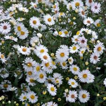 Aster nowobelgijski White Ladies