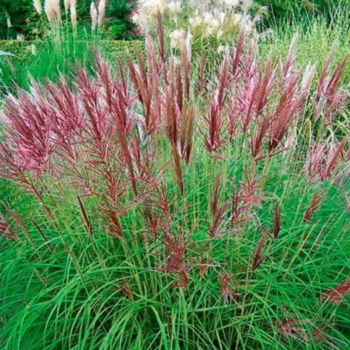 Miskant chiński Red Chief