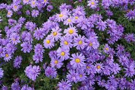 Aster krzaczasty Lady In Blue