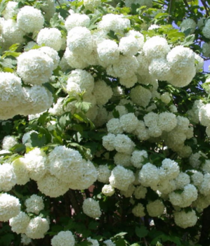 Kalina koralowa Roseum