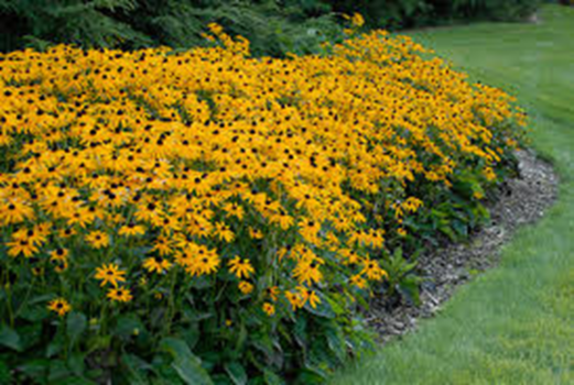 rudbekia błyskotliwa Goldstrum
