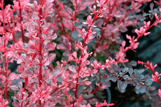 Berberys Thunberga Rose Glow