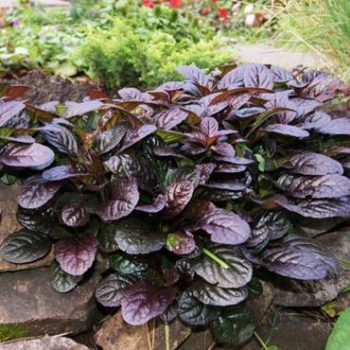 Dąbrówka rozłogowa Atropurpurea