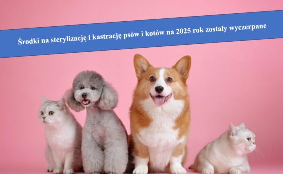 Psy i koty siedzące na różowym tle,