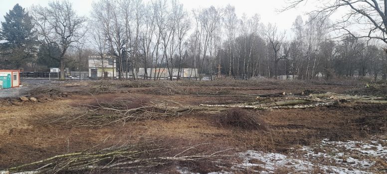Wycięte drzewa na placu budowy. 