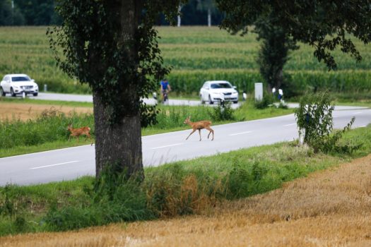Sarny przechodzące przez drogę.