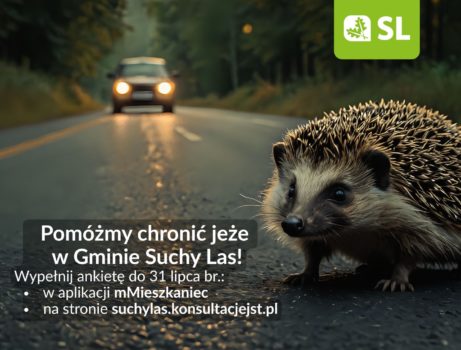 Zdjęcie jeża w nocy na drodze i nadjeżdżającego samochodu.