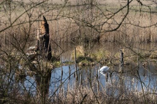 łabędź na mokradłach w Glinnie
